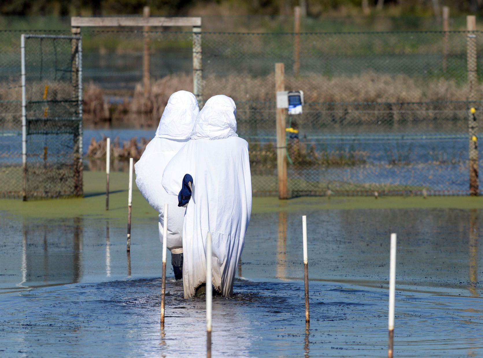 ACA.whoopingcranes16.111617